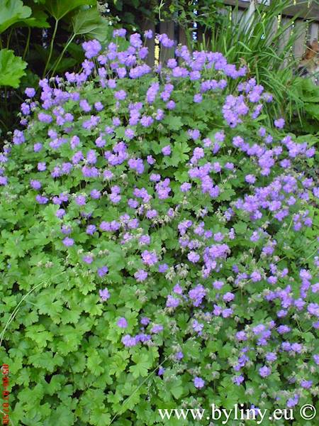 Geranium cantabrigiense Karmina p11