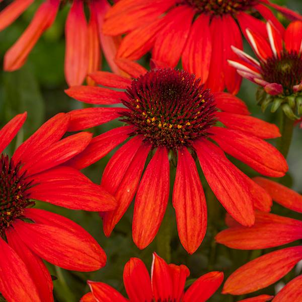 Echinacea purpurea Red Pearl ® C1,5