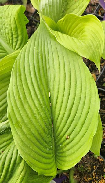 Hosta fortunei Albopicta zielona C2