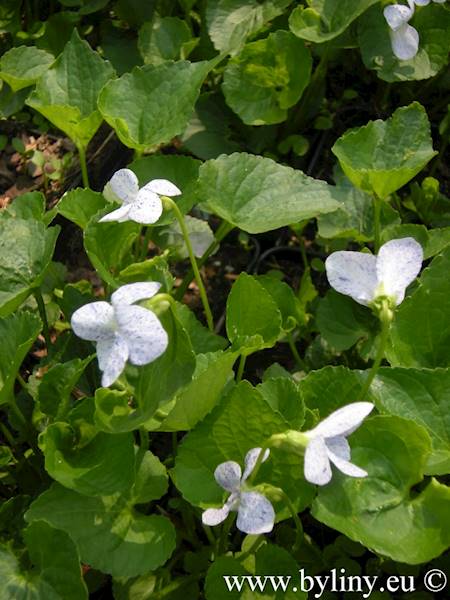 Viola sororia Freckles p9