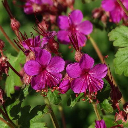 Geranium macrorrhizum Czakor C1,5