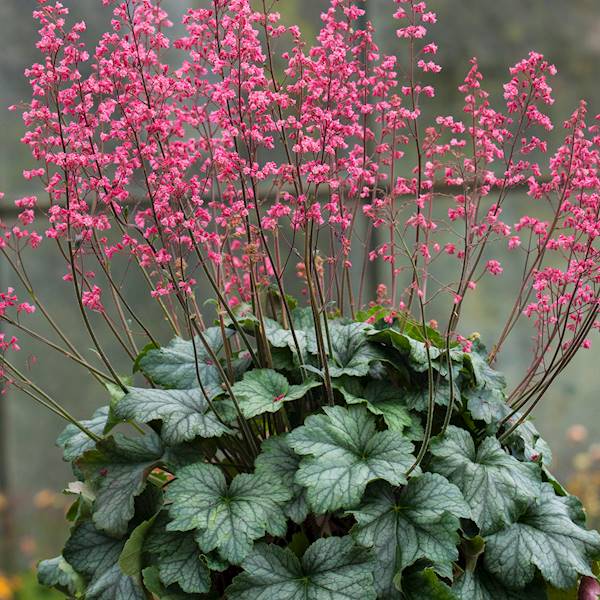 Heuchera Rex Peppermint ® C1,5
