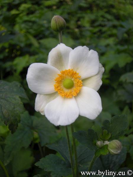 Anemone hybrida Andrea Atkinson C1,5