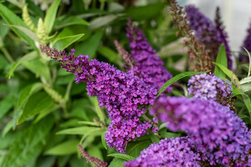 Buddleja d.Butterfly Candy Little Purple® C1,5