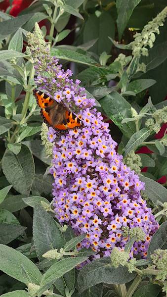 Buddleja d.Butterfly Candy Little Sweetheart®C1,5