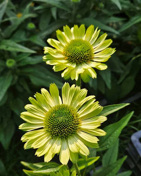 Echinacea Green Jewel ® C1,5 