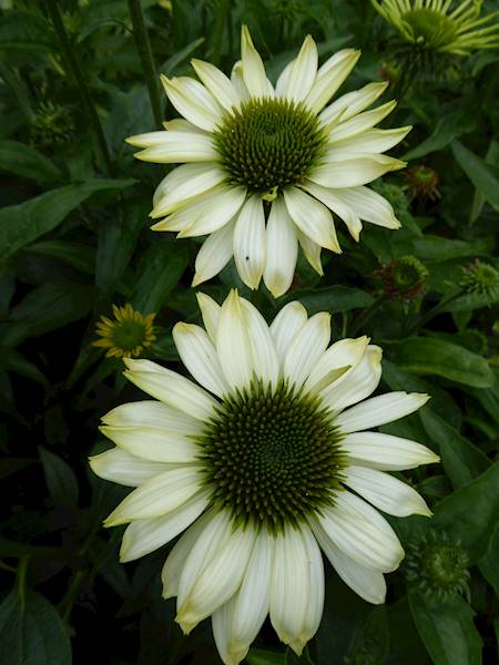 Echinacea purpurea Alba p11
