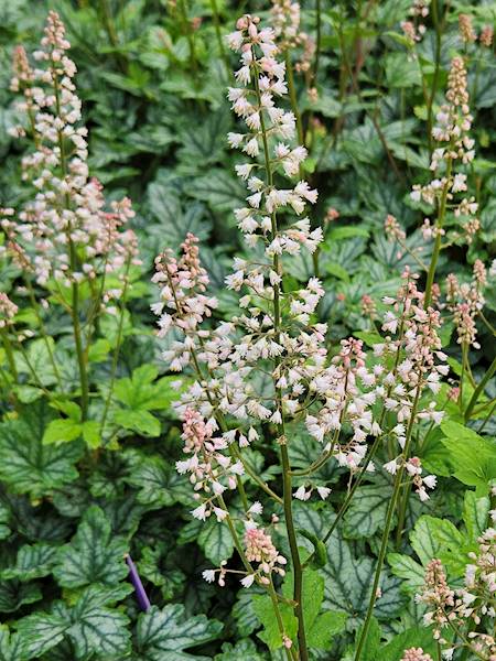 Heucherella White Revolution ® C1,5