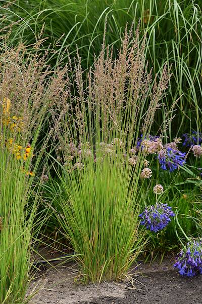 Molinia caerulea Heidezwerg C2