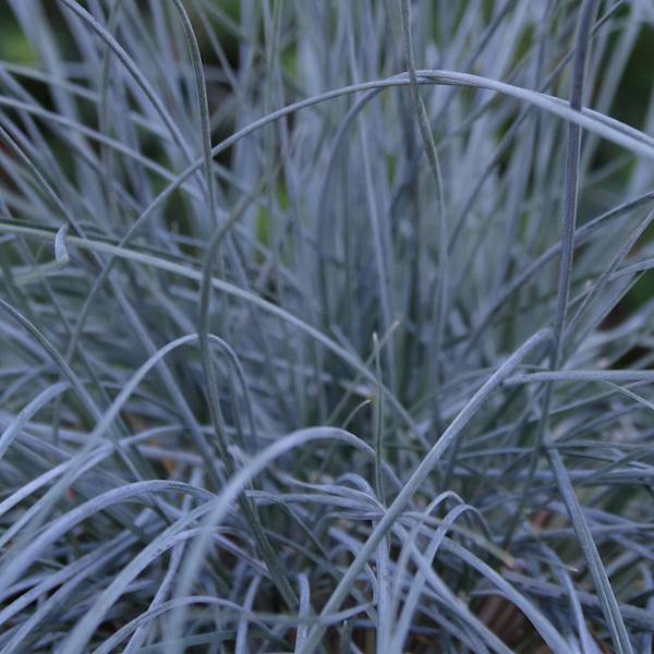 Festuca glauca Elijah Blue p9