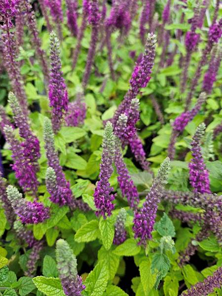 Teucrium hyrcanicum C2