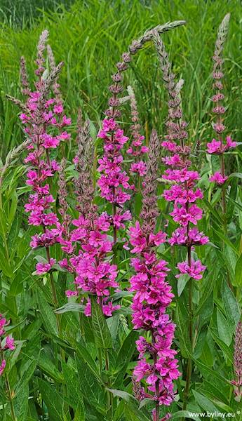 Lythrum salicaria Robin C1,5