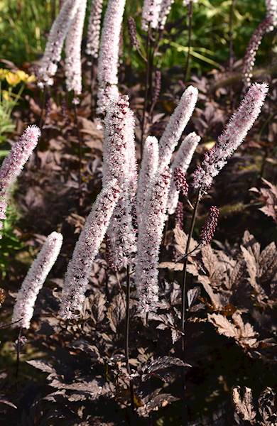 Cimicifuga (Actaea) simplex Pink Spike ® C1,5