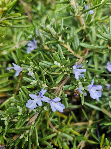 Rosmarinus officinalis Blue Rain C1,5