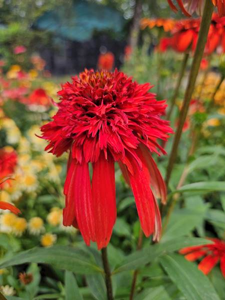 Echinacea Hot Papaya® C1,5