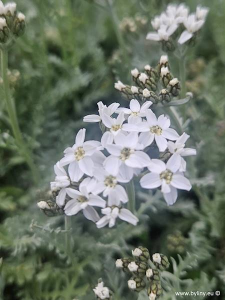 Achillea kellereri C1,5