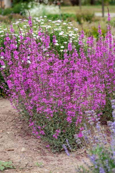 Lythrum virgatum Dropmore Purple C1,5