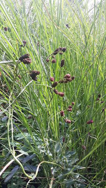 Sanguisorba officinalis p9