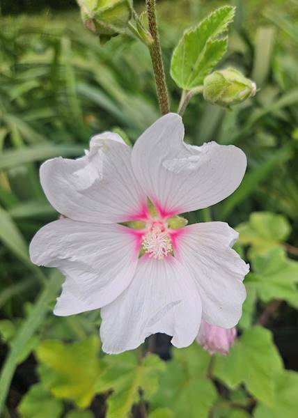 Lavatera Barnslay C1,5