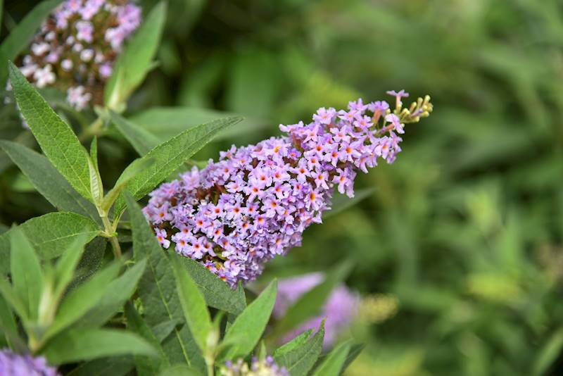 Buddleja d. Butterfly Candy Little Lila® C2