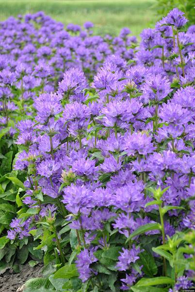 Campanula glomerata Freya ® C1,5