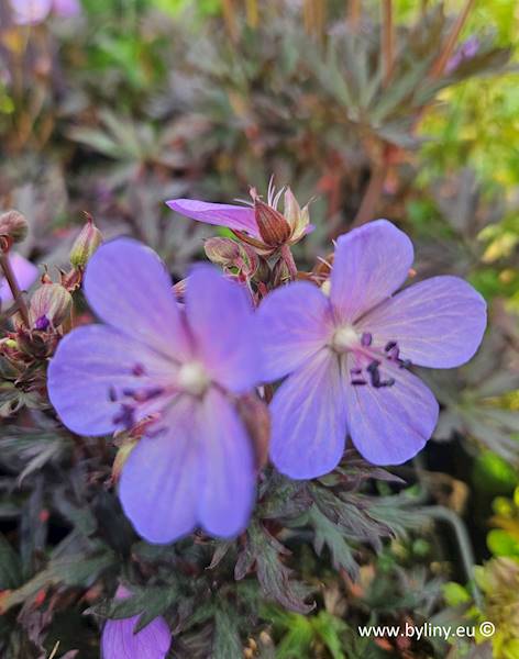 Geranium pratense Midnight Reiter ® p11