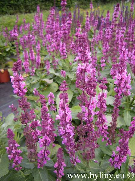 Salvia nemorosa Rosakonigin C1,5
