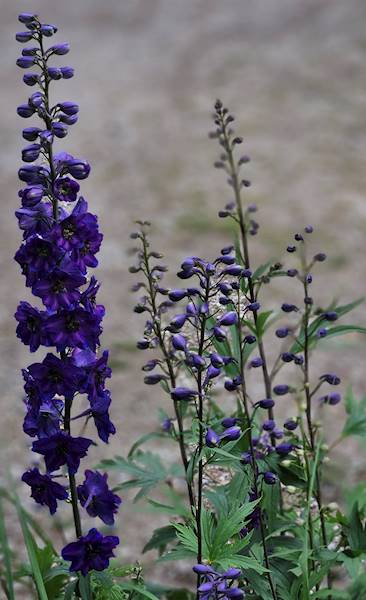 Delphinium x hybrida Magic Fountain Dark Blue C2