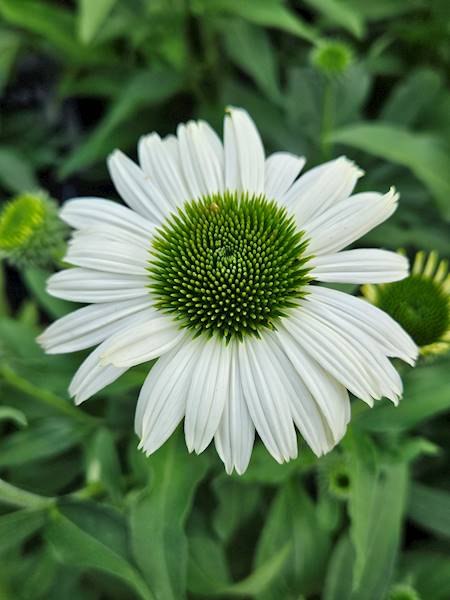 Echinacea purpurea White Pearl ® C1,5