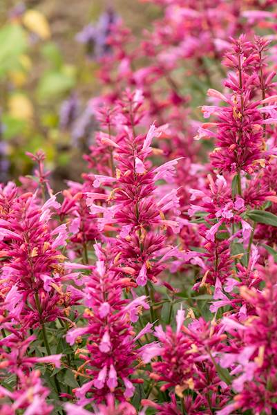 Agastache rugosa Rosie Posie ® C1,5