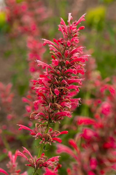 Agastache mexicana Red Fortune ® C1,5
