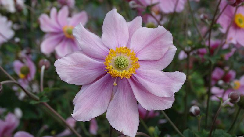 Anemone x hybrida Serenade C1,5