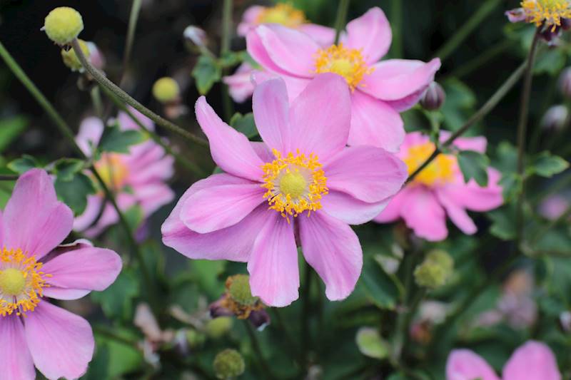 Anemone Little Breeze Pink ® C1,5