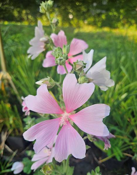 Lavatera hybrida Duet C1,5