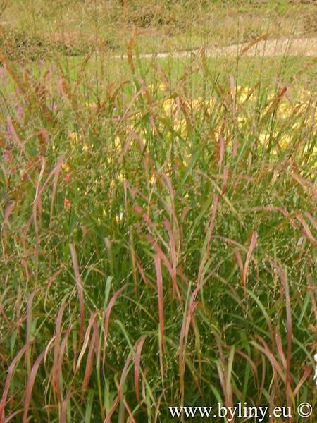 Panicum virgatum Rehbraun C2