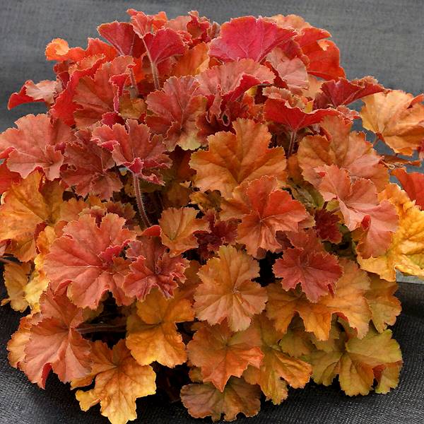 Heuchera Northern Exposure™ Amber C1,5