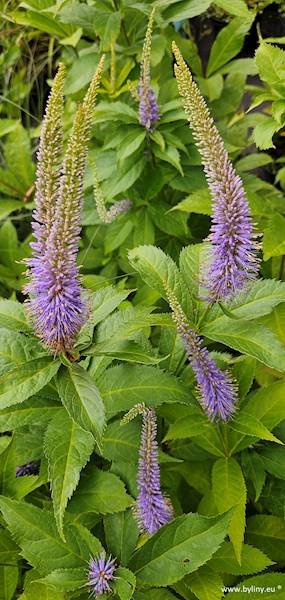 Veronicastrum virginicum Fascination C1,5