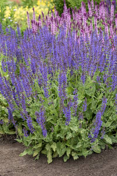 Salvia nemorosa Mainacht C1,5