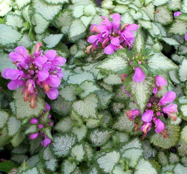 Lamium maculatum Beacon Silver p11