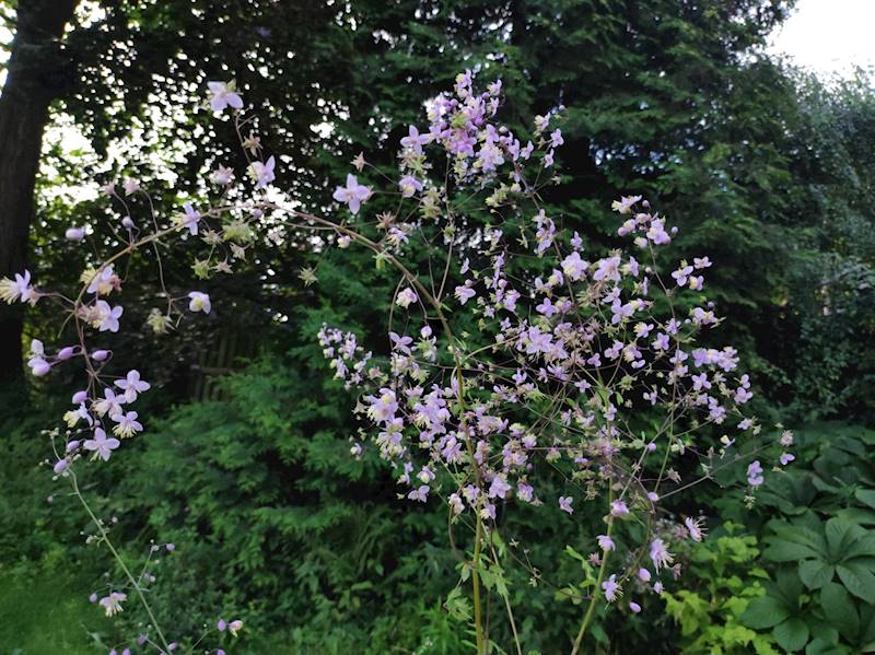 Thalictrum delavayi C2