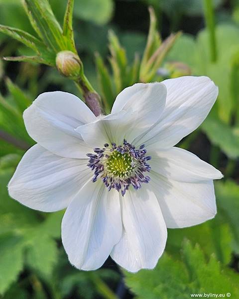 Anemone leveillei C2