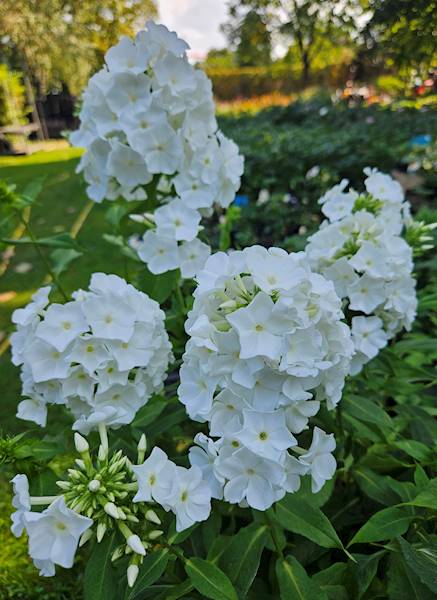 Phlox (P) White Admiral C2