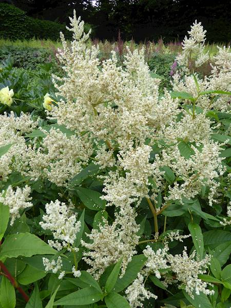 Persicaria polymorpha C3