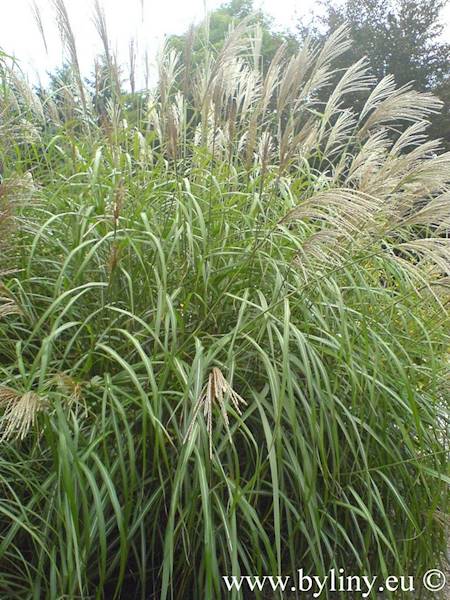 Miscanthus sinensis Silberpheder C3