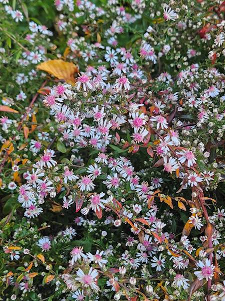 Aster lateriflorus Prince C3