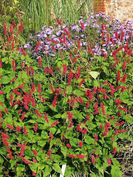 Persicaria amplexicaulis JS Caliente ® C3