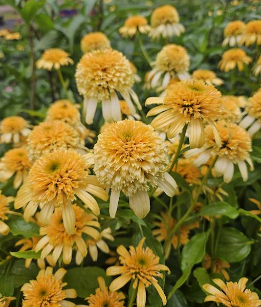 Echinacea purpurea Lemon Drop ® C2