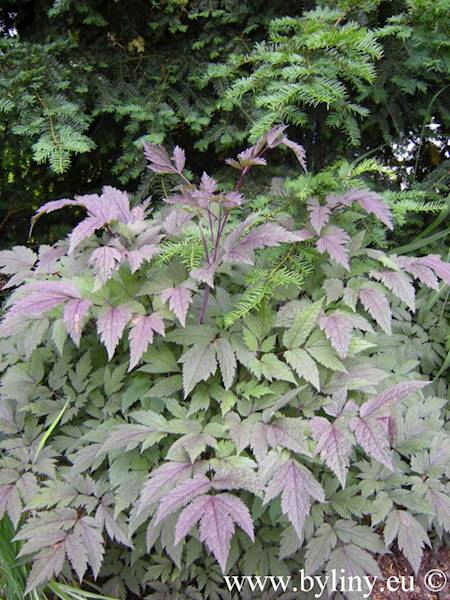 Cimicifuga racemosa Atropurpurea C3