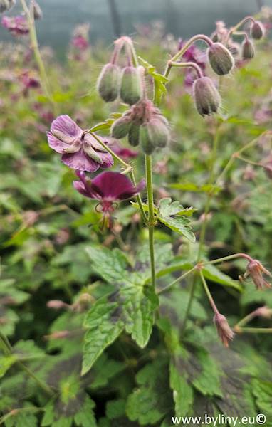 Geranium phaeum Samobor C2