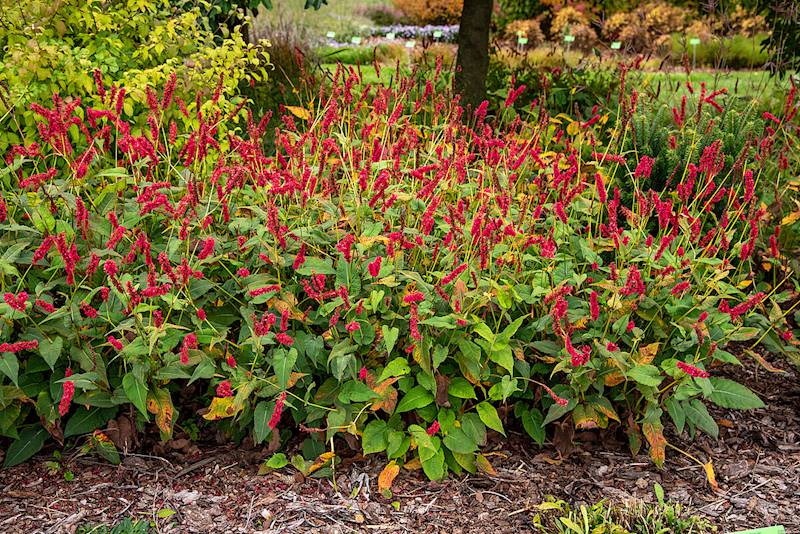 Persicaria amplexicaulis Fat Domino ® C3